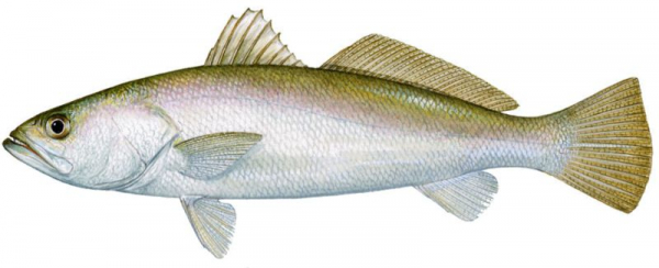 Морская форель' '='