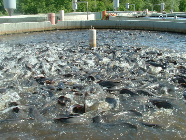 Форелевое разведение в воде' '='